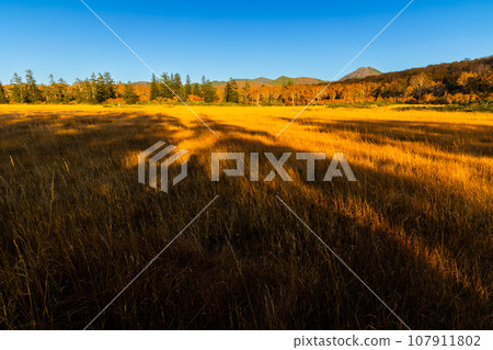 沼澤隕落 107911802