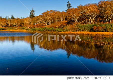 Shinsen swamp Shinsen swamp 107911804