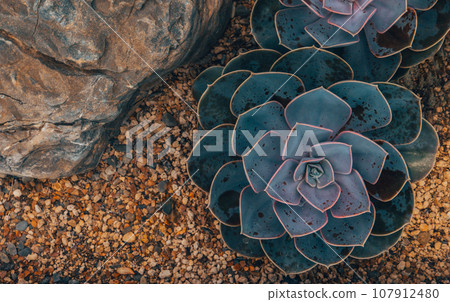 Succulent Echeveria Morning Light. 107912480