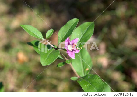 Purple goji flowers starting to bloom Purple goji flowers starting to bloom 107912515
