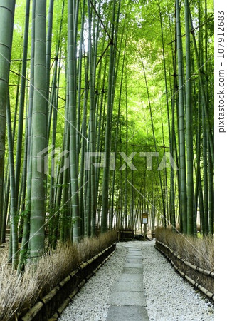 一條小路,兩邊都是竹林 一條小路,兩邊都是竹林 107912683