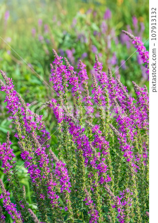 Summer Flowering Purple Loosestrife, Lythrum tomentosum on a green blured background. Summer Flowering Purple Loosestrife, Lythrum tomentosum on a green blured background. 107913132