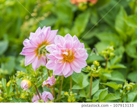Pink flowers dahlia pinnata collar mignon blooming in the garden. 107913133