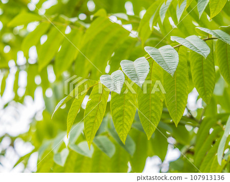 Branch with fresh green leaves of Juglans mandshurica, Manchurian walnut. Branch with fresh green leaves of Juglans mandshurica, Manchurian walnut. 107913136