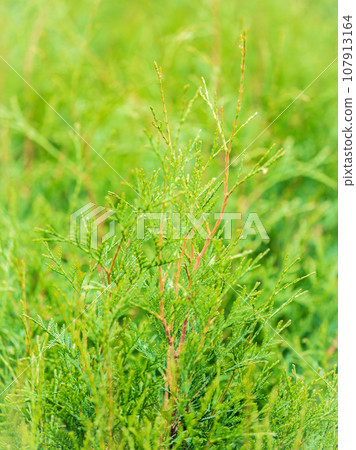 Thuja branches close-up. Thuja branch background Thuja branches close-up. Thuja branch background 107913164