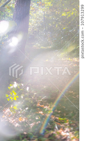 森林漫步(蒜山高原) 森林漫步(蒜山高原) 107913299
