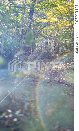 森林漫步(蒜山高原) 森林漫步(蒜山高原) 107913301