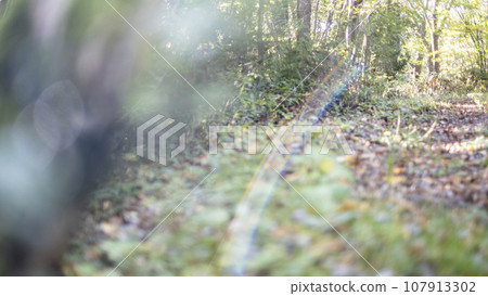Forest walk (Hiruzen Plateau) Forest walk (Hiruzen Plateau) 107913302