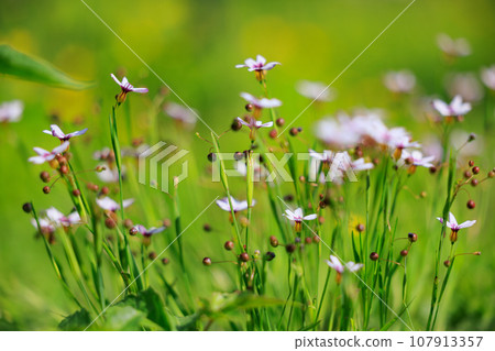 Sisyrinchium酒渣鼻，在草坪和草地上開出漂亮的白色和紅色紫色花朵 107913357