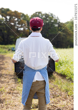 一名男子在地裡收割地瓜 107913371