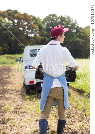 一名男子在地裡收割地瓜 107913372