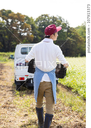 一名男子在地裡收割地瓜 107913373