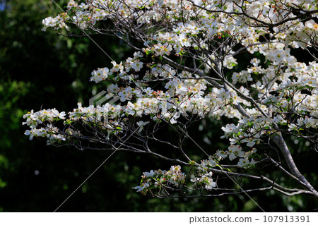 一種原產於美國的開花樹，作為櫻花的回禮被送到日本。 107913391