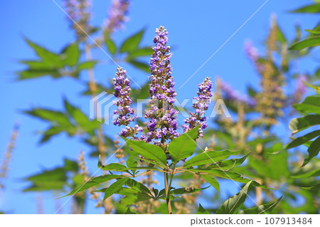 Western ginseng tree blooming against the blue sky 107913484