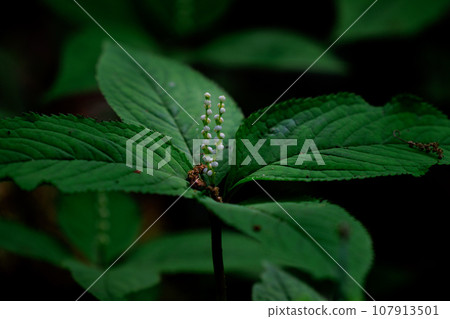 Chloranthus serrata 以靜香御前和鬼魂共舞的歌曲“Futari Shizuka”命名 107913501