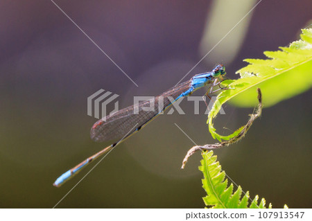Hosomiito Dragonfly, the only thin and long flying jewel in Japan that has a summer type and a wintering type 107913547