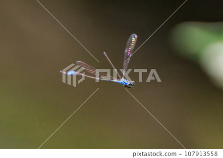Hosomiito Dragonfly, the only thin and long flying jewel in Japan that has a summer type and a wintering type Hosomiito Dragonfly, the only thin and long flying jewel in Japan that has a summer type and a wintering type 107913558