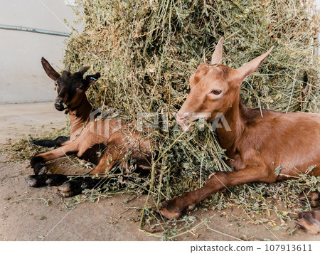 Little goats lie on a haystack on a farm Little goats lie on a haystack on a farm 107913611