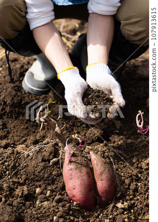 Autumn sweet potato harvest Autumn sweet potato harvest 107913615