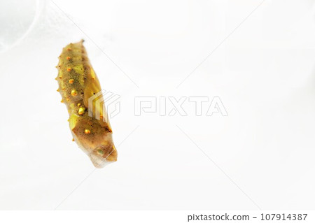 白色背景上掛著透明蓋子的一隻剛化蛹的赭色蝴蝶，背側 107914387