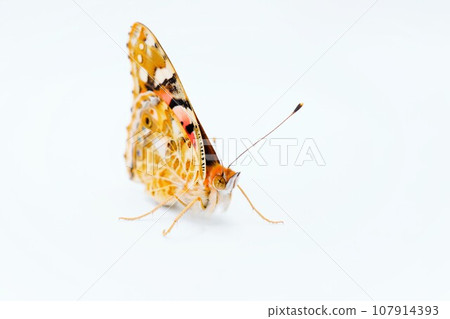 Close-up of a beautiful orange butterfly standing with its wings closed against a white background Close-up of a beautiful orange butterfly standing with its wings closed against a white background 107914393