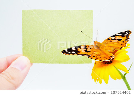 Mockup of a green title frame with a butterfly resting on a calendula flower with its wings open on a white background Mockup of a green title frame with a butterfly resting on a calendula flower with its wings open on a white background 107914401