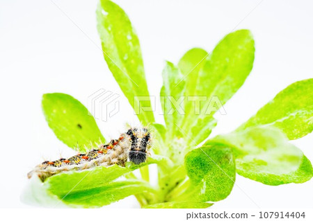 白色背景上吃菊科葉子的毛蟲狀蝴蝶幼蟲 107914404