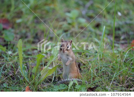 可愛的花栗鼠站立姿勢 107914564