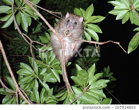 Woolly rats in the forests of Amami Oshima and Okinawa 107914603