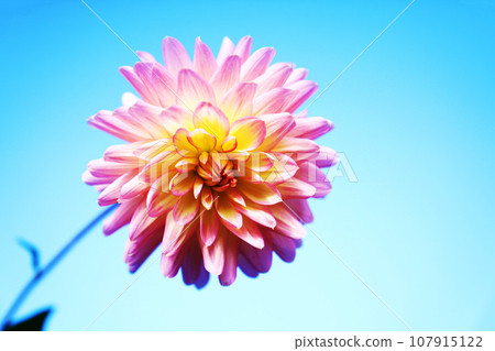 藍天和一朵大麗花 107915122