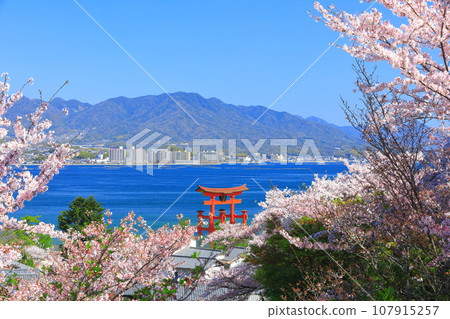[Hiroshima] Cherry blossoms in full bloom and Otorii of Itsukushima Shrine (Miyajima) 107915257