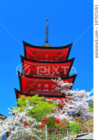 [廣島縣]盛開的櫻花和嚴島神社的五層寶塔（宮島） 107915261