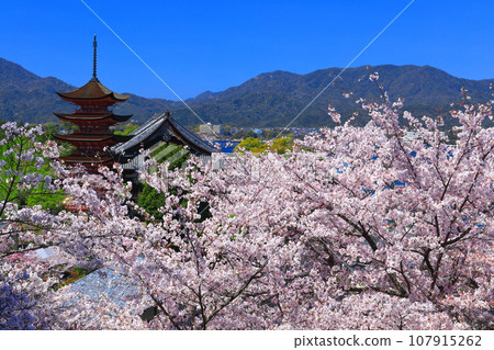 [Hiroshima Prefecture] Cherry blossoms in full bloom and the five-storied pagoda of Itsukushima Shrine (Miyajima) 107915262