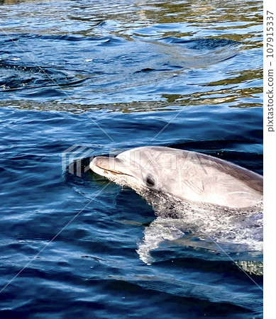 「愛媛郡今治市」可以與海豚互動的海灘 107915337