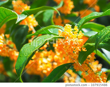 Kinmokusei in full bloom 107915486