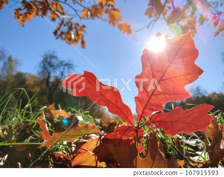Beautiful bright red oak leaf grows in green grass in a clearing in the forest on a sunny autumn day with a blue clear sky close-up. Bottom view. Nature, environment background Beautiful bright red oak leaf grows in green grass in a clearing in the forest on a sunny autumn day with a blue clear sky close-up. Bottom view. Nature, environment background 107915593