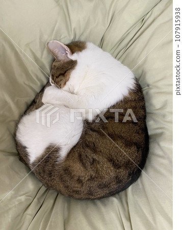 Rounded sleeping cat 107915938