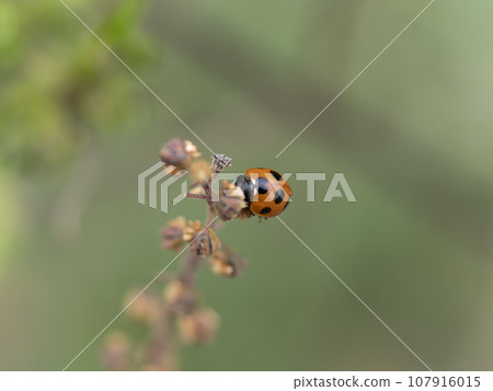 Riverbed plants and ladybugs 107916015