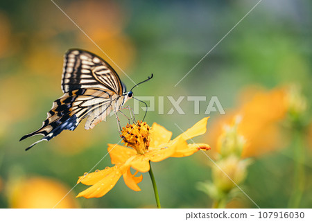 Swallowtail butterfly that comes to flowers and sucks nectar Swallowtail butterfly that comes to flowers and sucks nectar 107916030