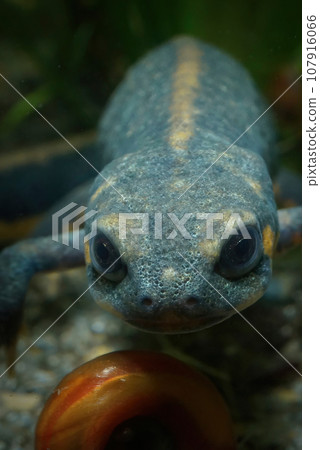 Closeup on the endangered Chinese Blue-tailed chuxiong, fire-bellied newt, Cynops or Hypesolotriton cyanurus 107916066