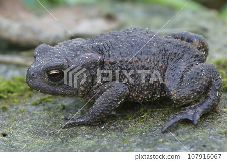 Closeup on a Common Europea toad, Bufo bufo sitting in the garden 107916067
