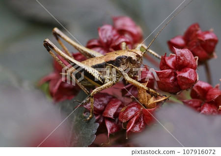 Detailed facial closeup on the dark bush-cricket , Pholidoptera griseoaptera in the garden 107916072