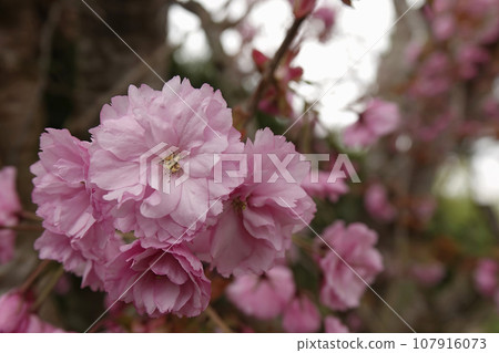 Closeup on the rich pink colored seasonal blossoming Japaneses cherry tree, Prunus serratula, standing in the garden 107916073