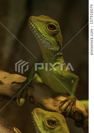 Closeup of green Chinese water dragon lizard , Pysignathus cocincinus, sitting on a tree Closeup of green Chinese water dragon lizard , Pysignathus cocincinus, sitting on a tree 107916074