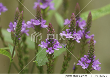 Colorful vertical closeup on the colorful purle flowers of the American Blue Vervain herp or swamp verbena hastata Colorful vertical closeup on the colorful purle flowers of the American Blue Vervain herp or swamp verbena hastata 107916077