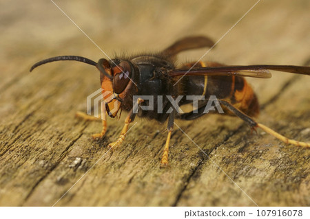 Closeup on a worker of the invasive Asian hornet pest species, Vespa velutina, a major threat for beekeeping 107916078