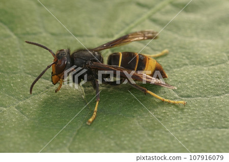 Closeup on a worker of the invasive Asian hornet pest species, Vespa velutina, a major threat for beekeeping 107916079