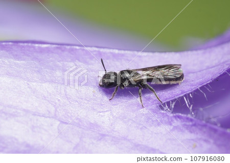 Closeup on a small dark, harebell carpenter-bee Chelostoma campanularum on a purple Geranium pyrenaicum in the garden Closeup on a small dark, harebell carpenter-bee Chelostoma campanularum on a purple Geranium pyrenaicum in the garden 107916080