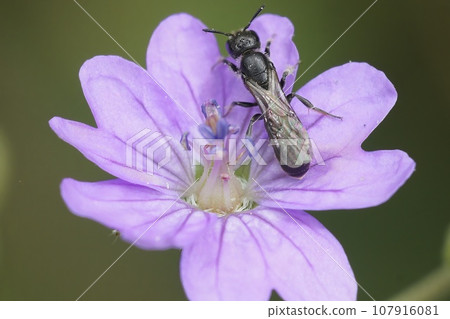 Closeup on a small dark, harebell carpenter-bee Chelostoma campanularum on a purple Geranium pyrenaicum in the garden Closeup on a small dark, harebell carpenter-bee Chelostoma campanularum on a purple Geranium pyrenaicum in the garden 107916081