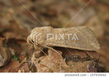 Detailed closeup on the white-point owlet moth, Mythimna albipuncta sitting on wood Detailed closeup on the white-point owlet moth, Mythimna albipuncta sitting on wood 107916082